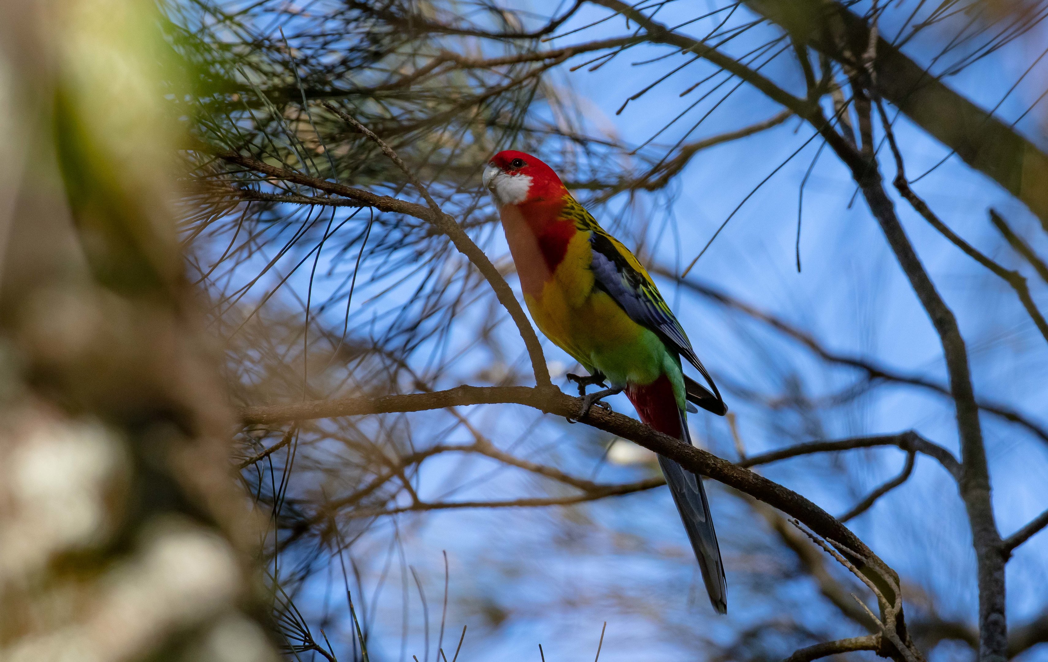 Eastern Rosella