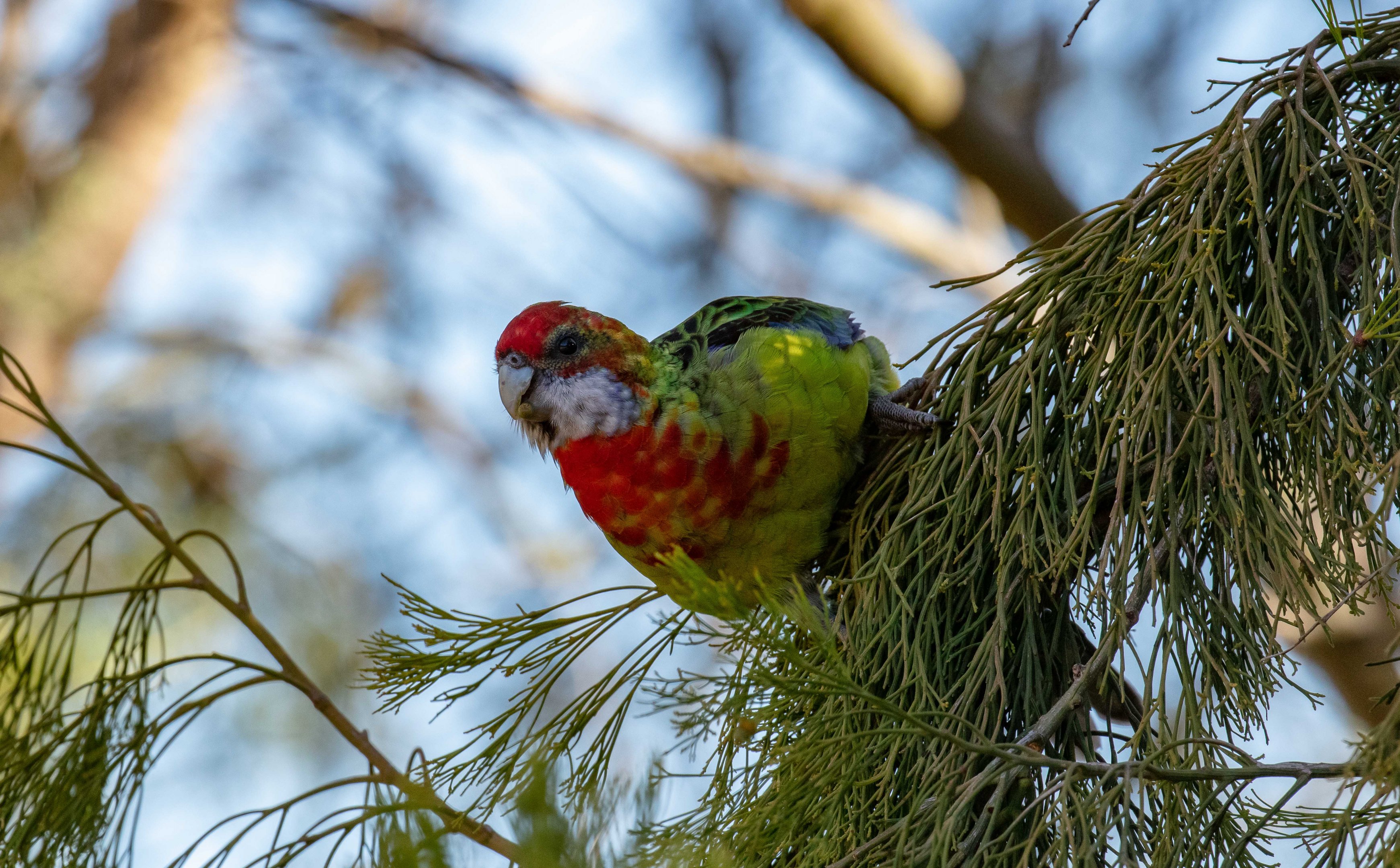 Eastern Rosella