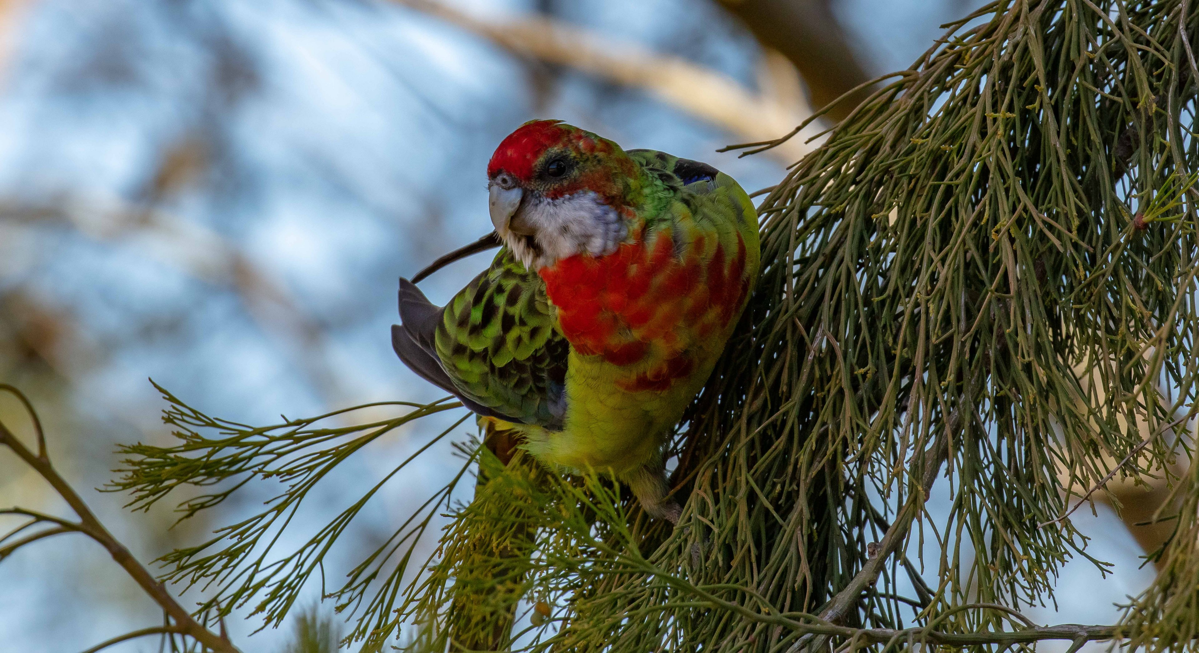 Eastern Rosella