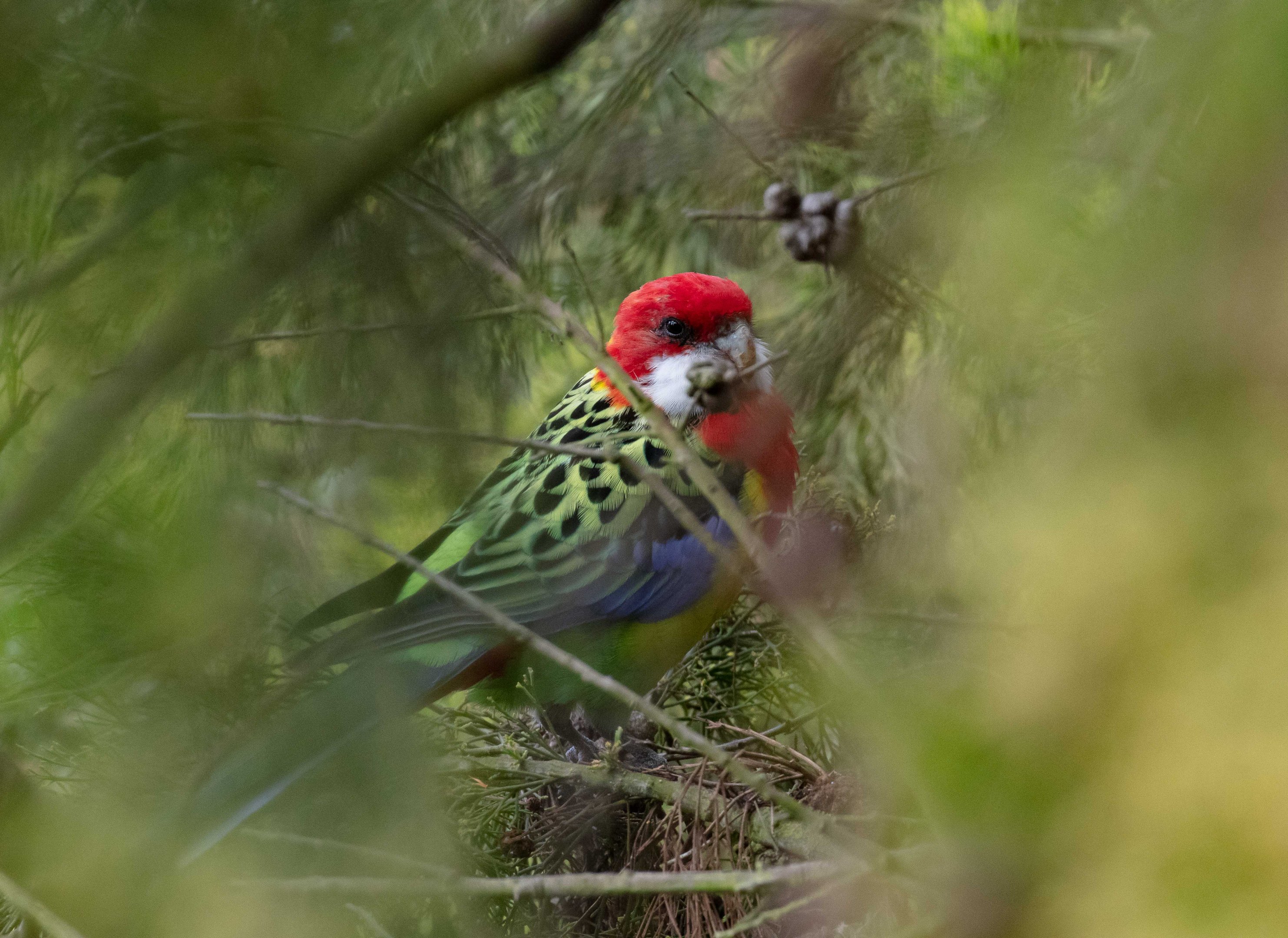 Eastern Rosella