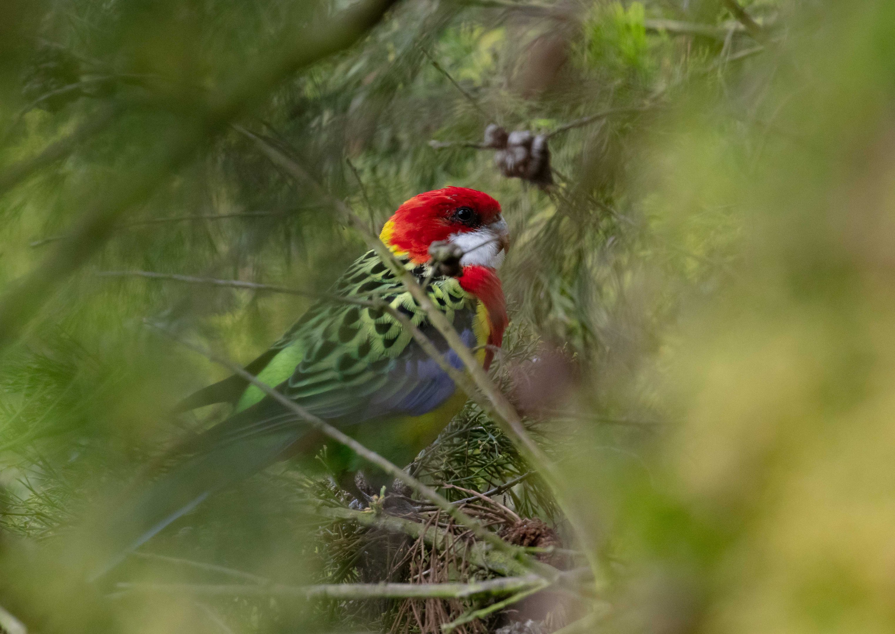Eastern Rosella