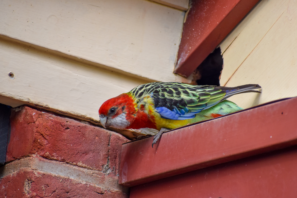 Eastern Rosella