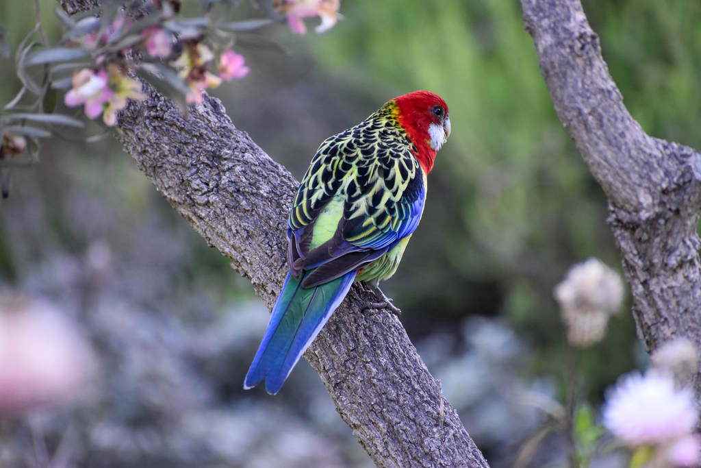 Eastern Rosella
