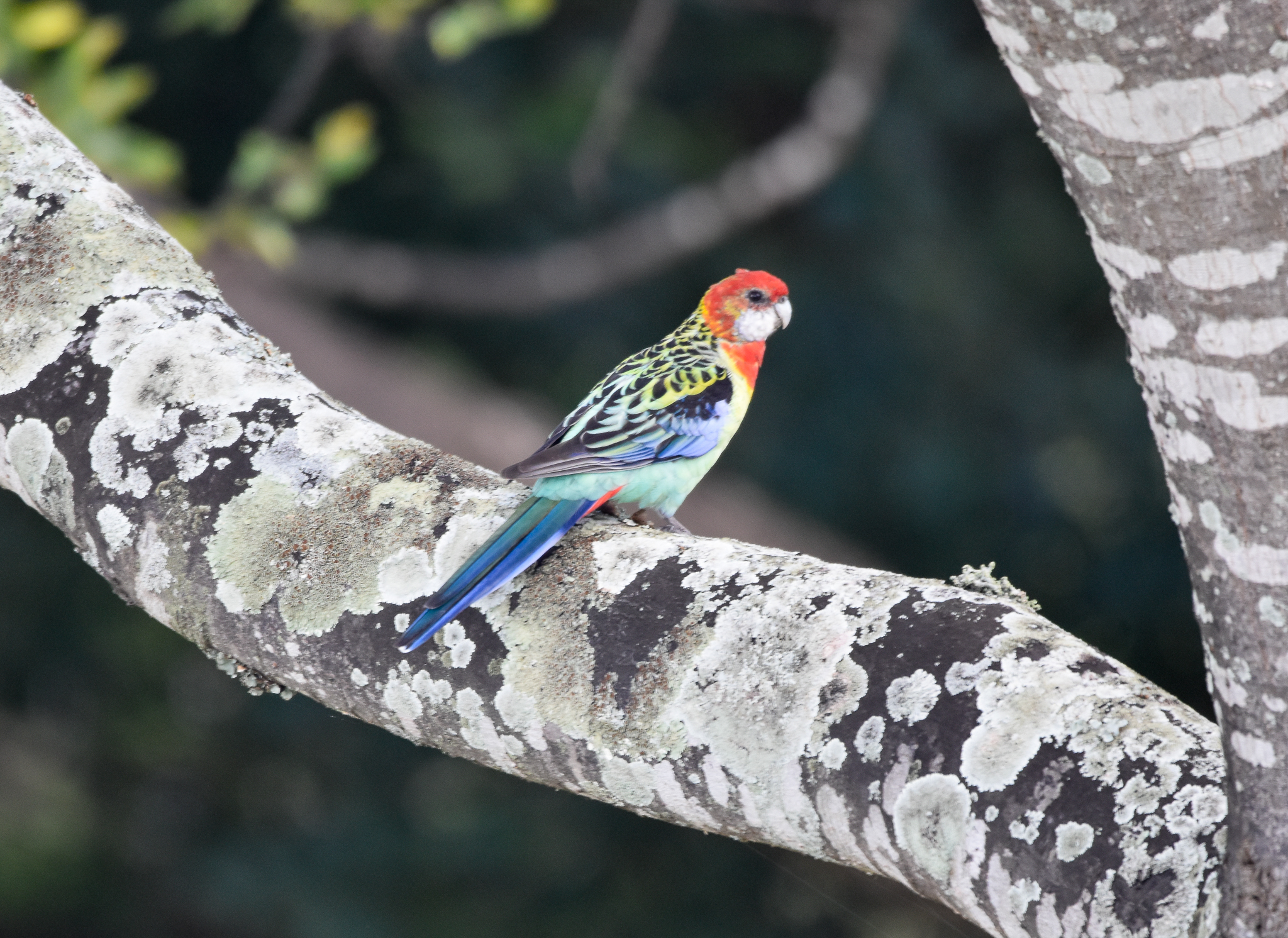 Eastern Rosella