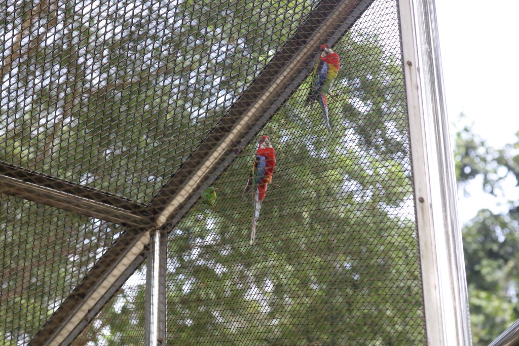 Eastern Rosellas