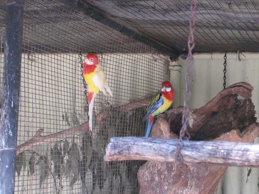 Eastern Rosellas