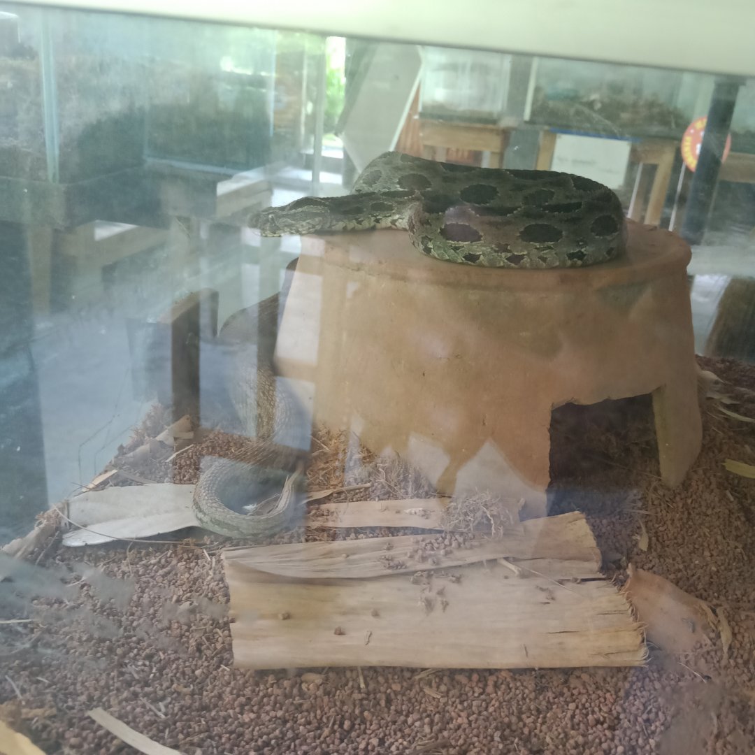 Eastern Russell's viper (Daboia siamensis) - Sato Loka Resto & Conservation Park