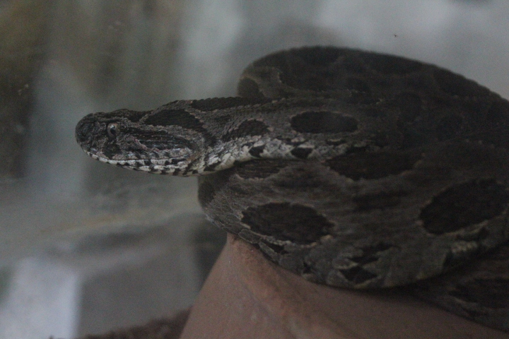 Eastern Russell's viper (Daboia siamensis) - Taman Konservasi Sato Loka