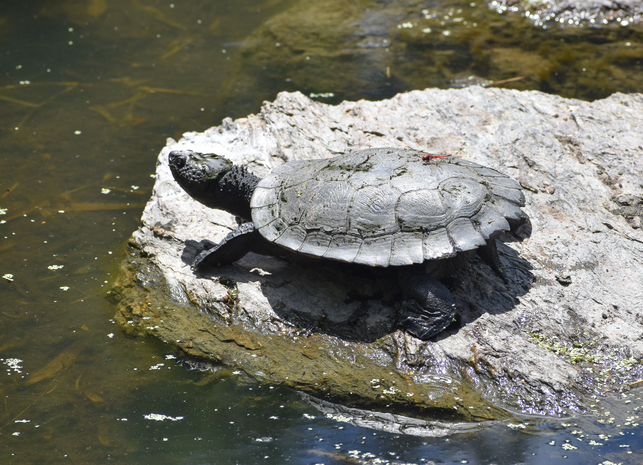 Eastern Saw-shelled Turtle