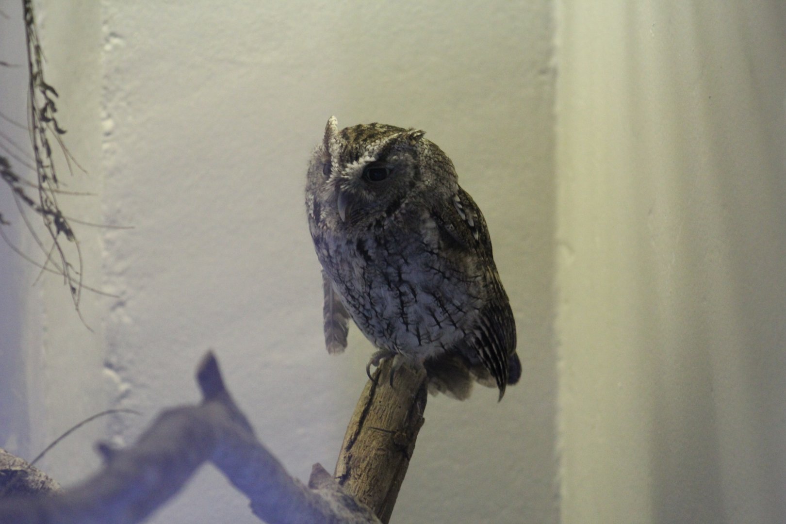 Eastern Scops-Owl