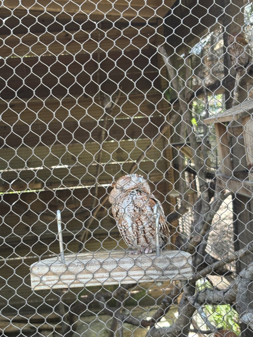 Eastern Screech Owl - 5/27/2025