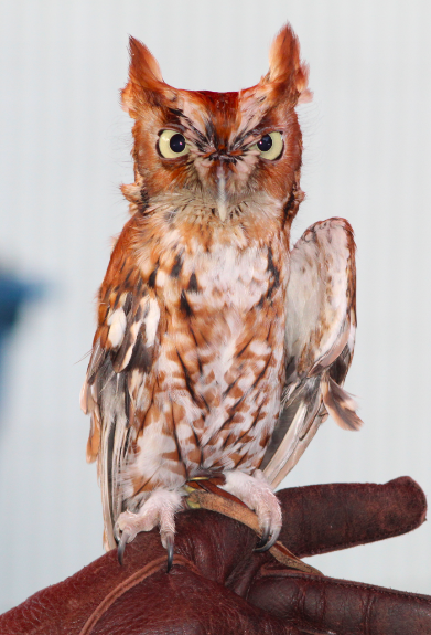 Eastern Screech Owl Ambassador