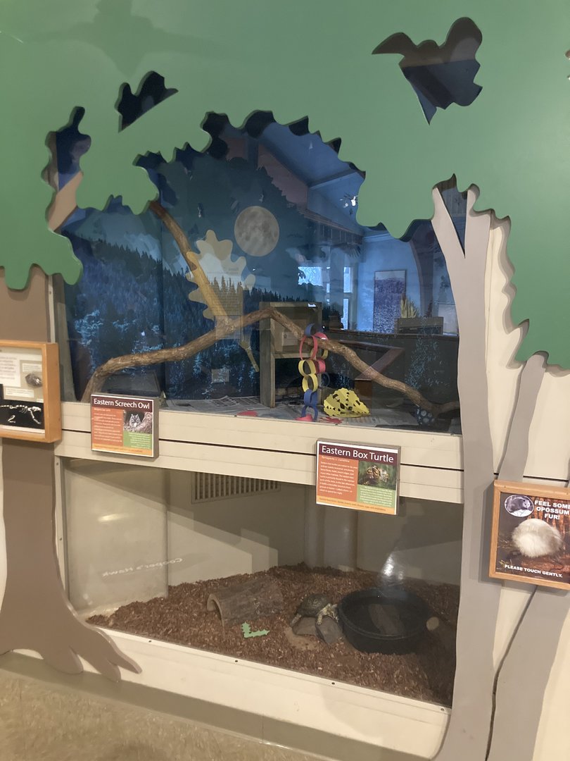 Eastern Screech Owl and Eastern Box Turtle Exhibits