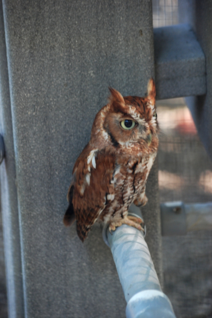 Eastern Screech Owl at Busch Wildlife Sanctuary, 14/10/13
