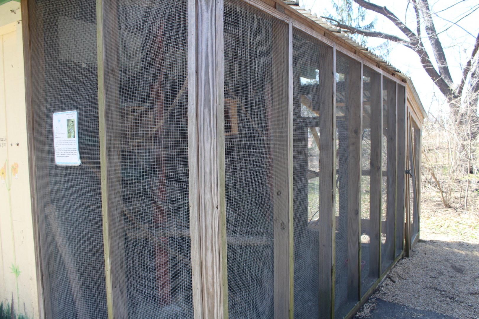 Eastern Screech Owl Avairy