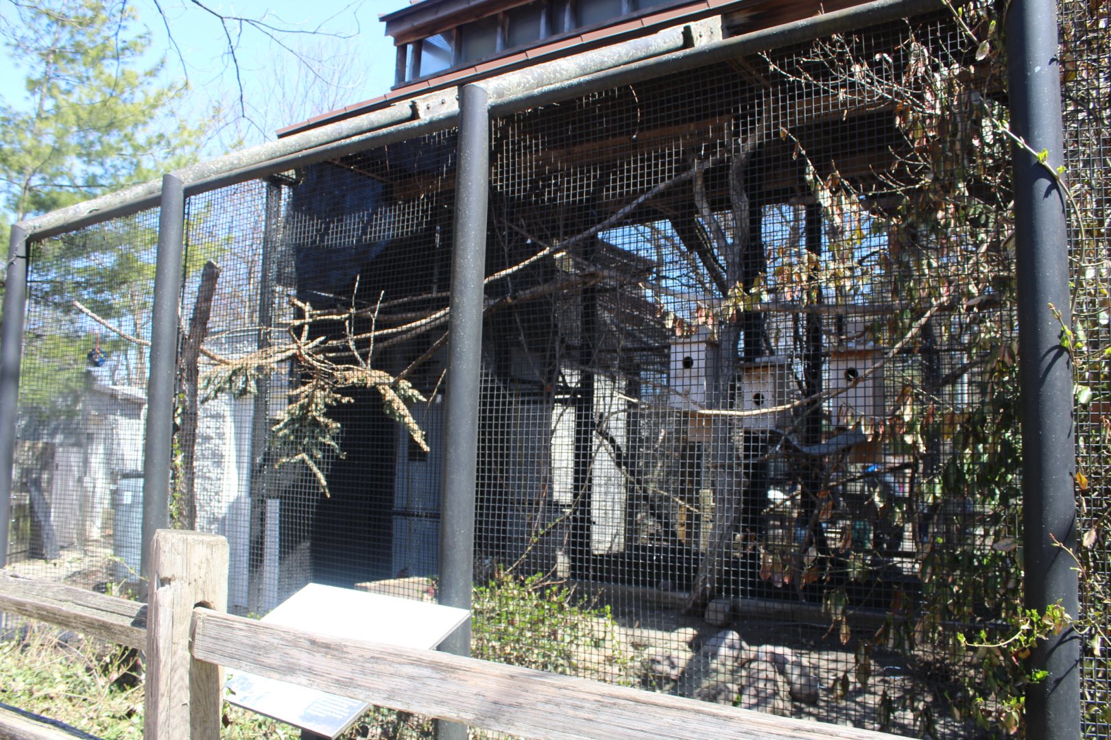Eastern Screech Owl Aviary - Birds of Prey