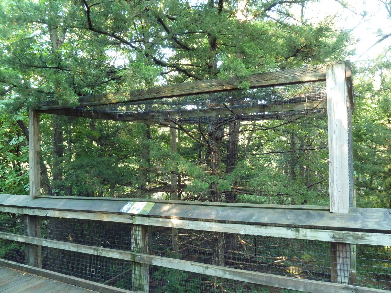 Eastern Screech Owl Aviary