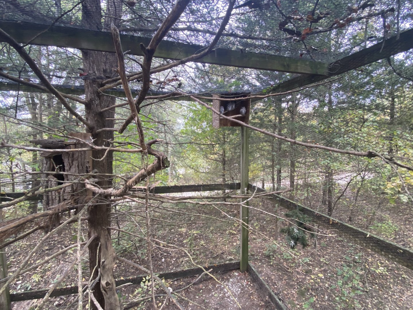 Eastern Screech Owl Aviary