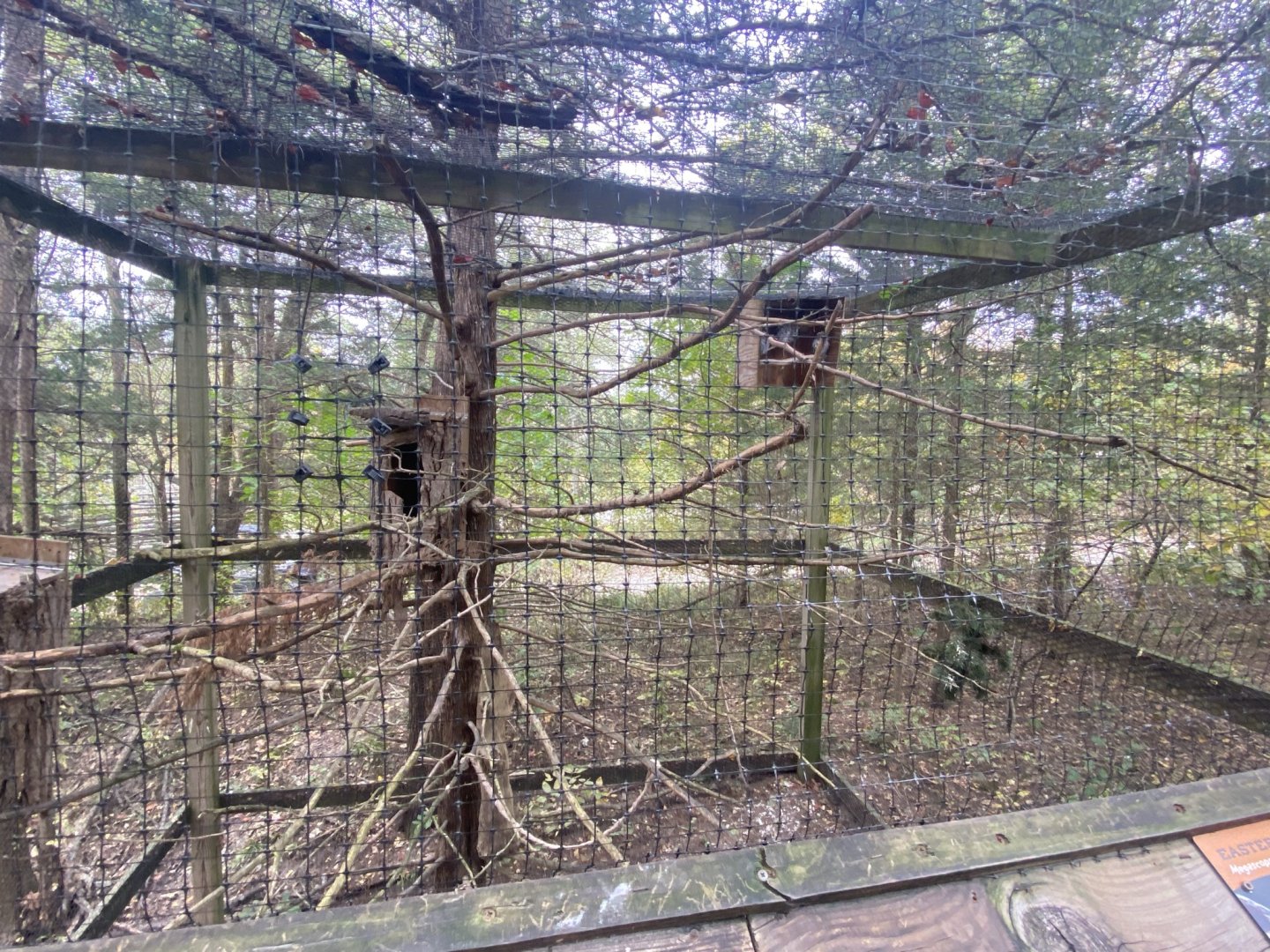 Eastern Screech Owl Aviary