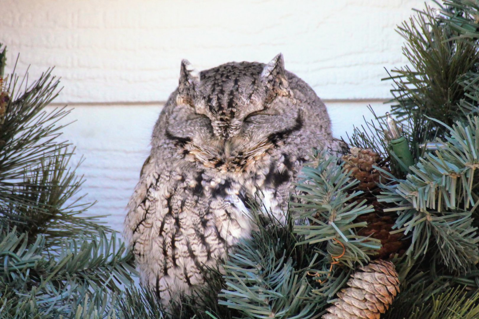 Eastern Screech-Owl (December 2020)