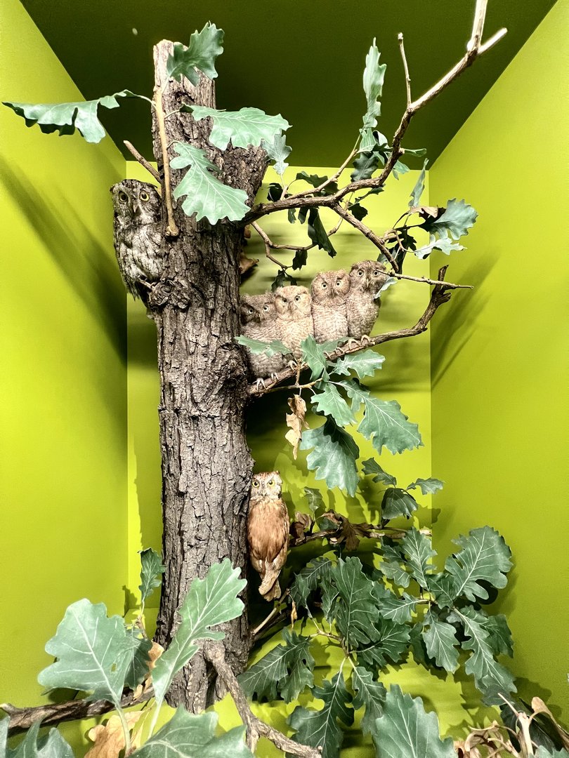 Eastern Screech Owl Display