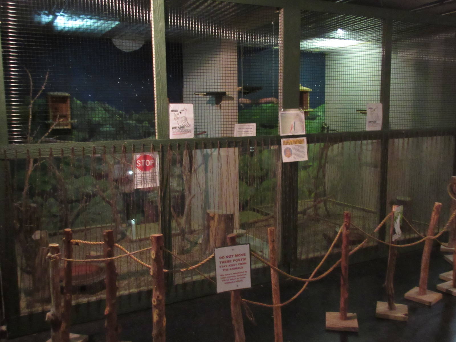 Eastern Screech Owl Exhibit (ambassador animal)