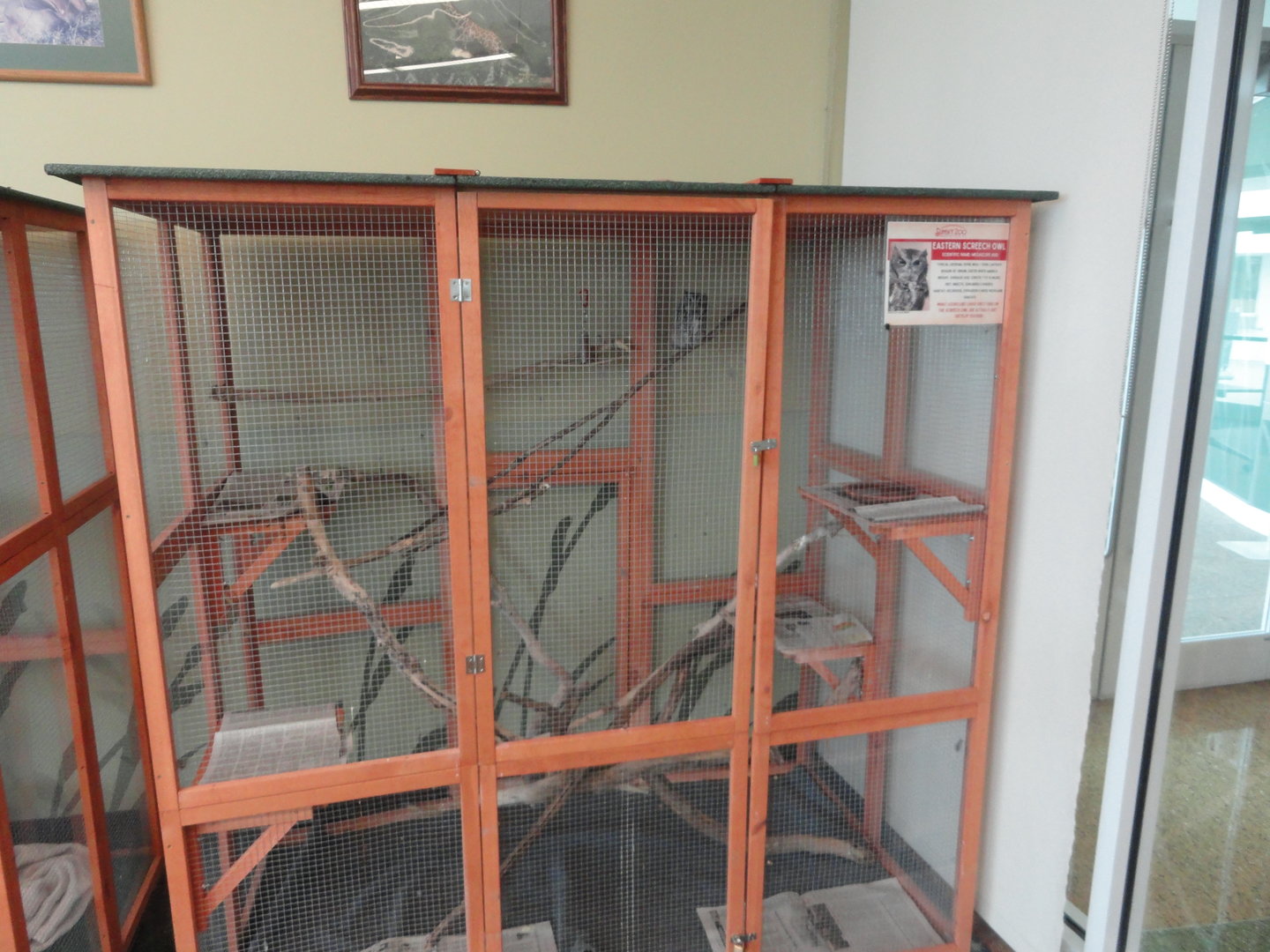Eastern Screech Owl Exhibit - Inside Ambassador Building