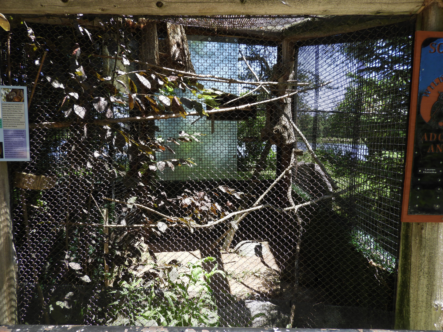 Eastern Screech-Owl exhibit - Wildwood Zoo