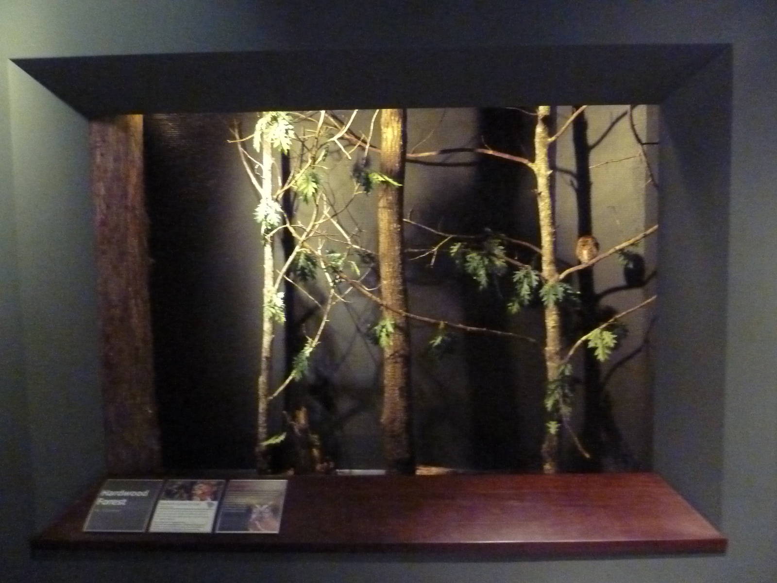 Eastern Screech Owl Exhibit