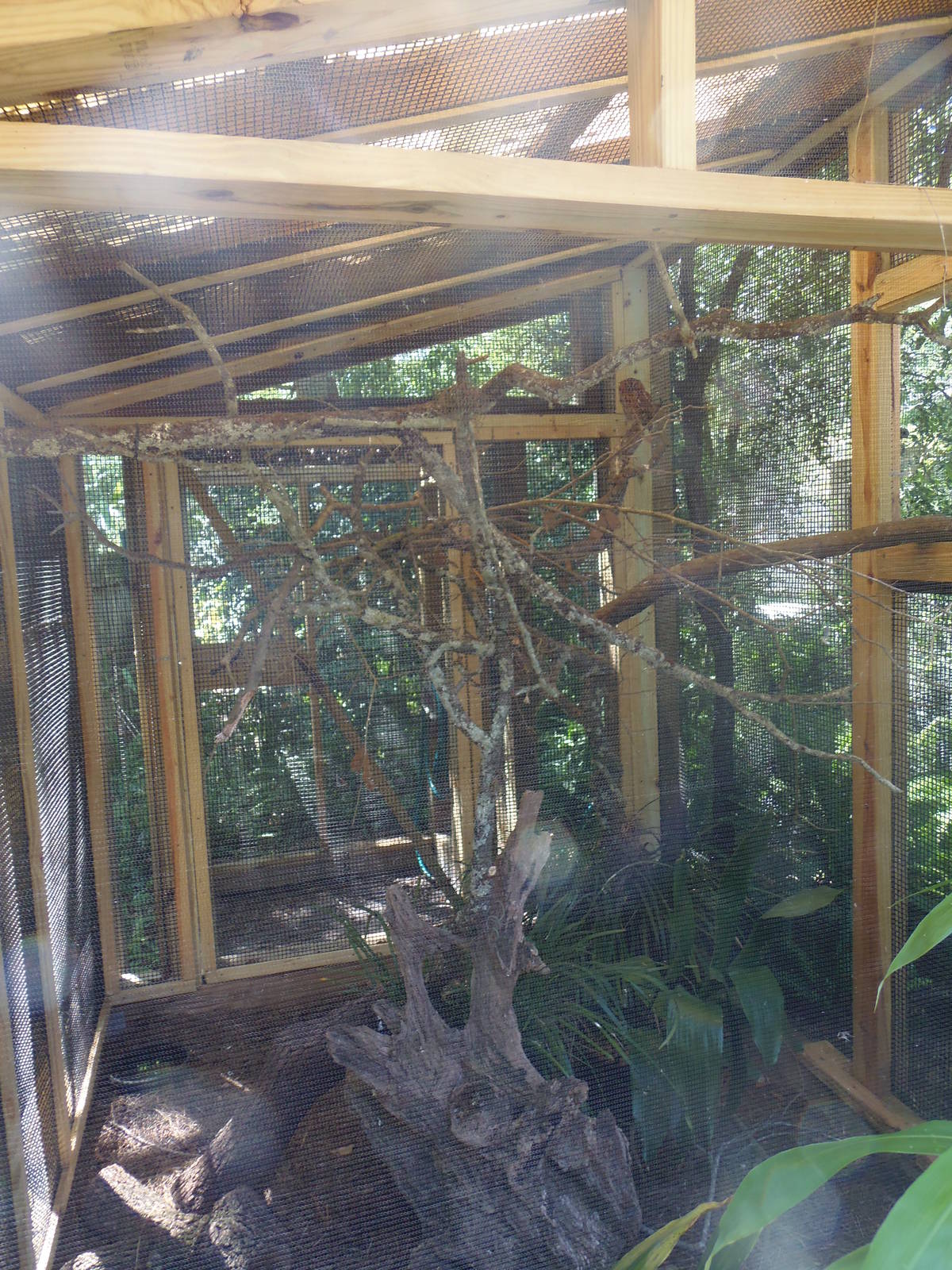 Eastern Screech Owl Exhibit