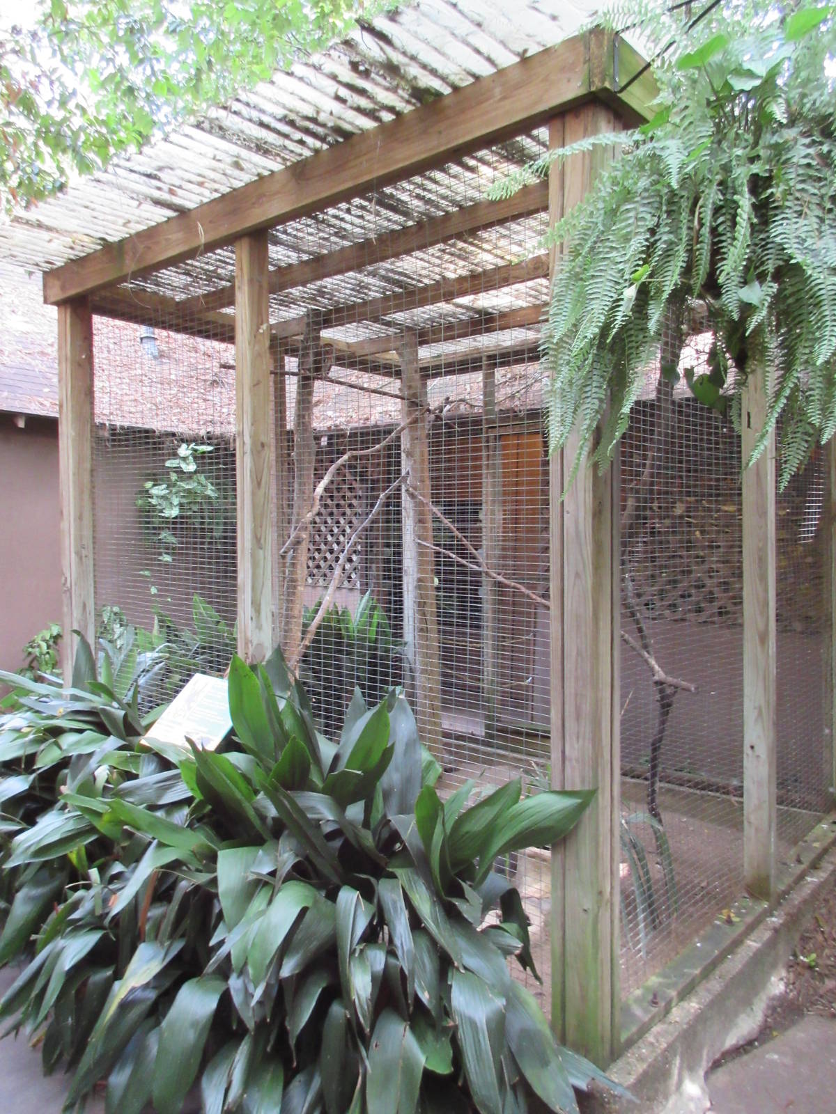 Eastern Screech Owl Exhibit