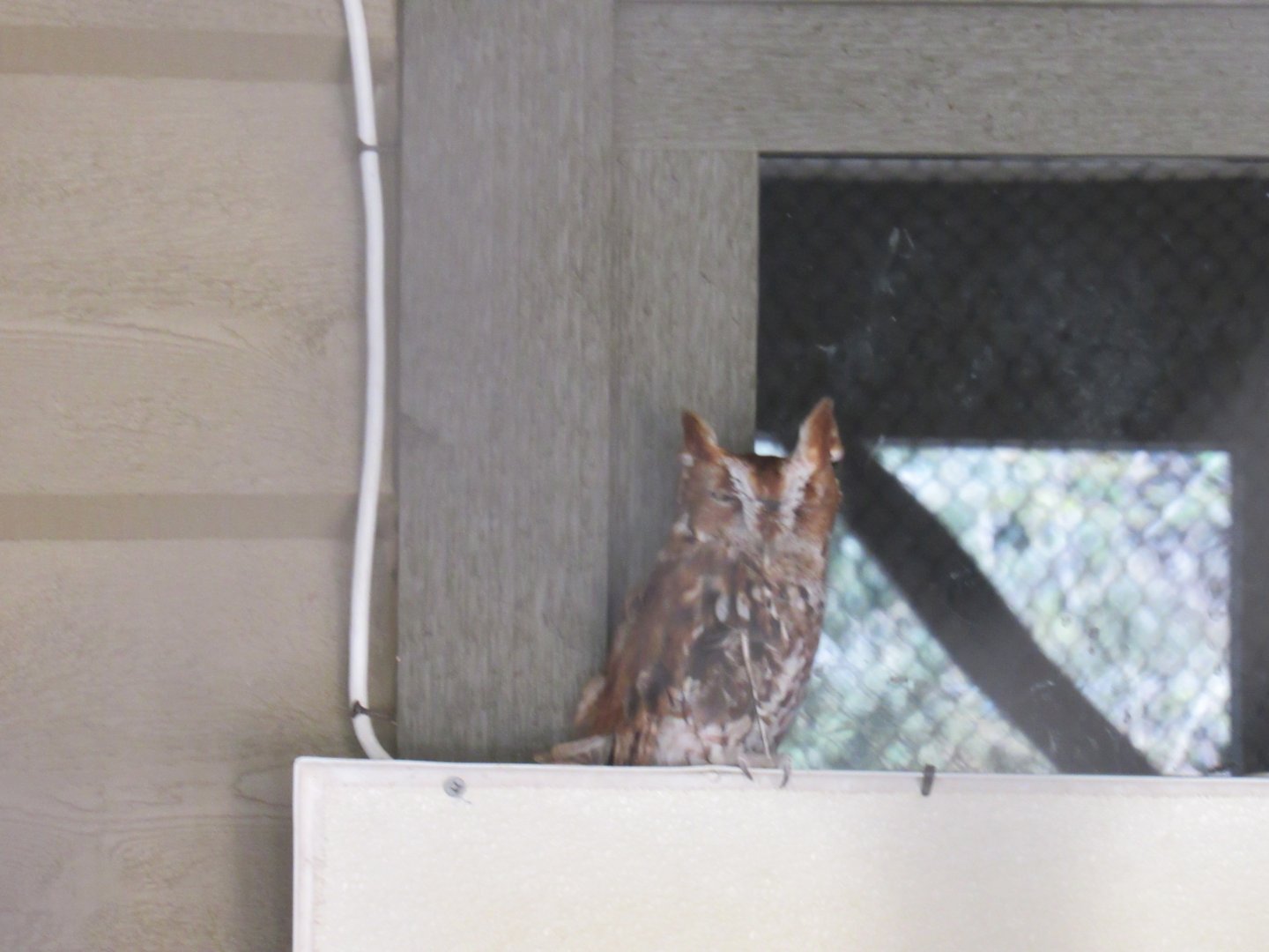 Eastern Screech Owl Exhibit