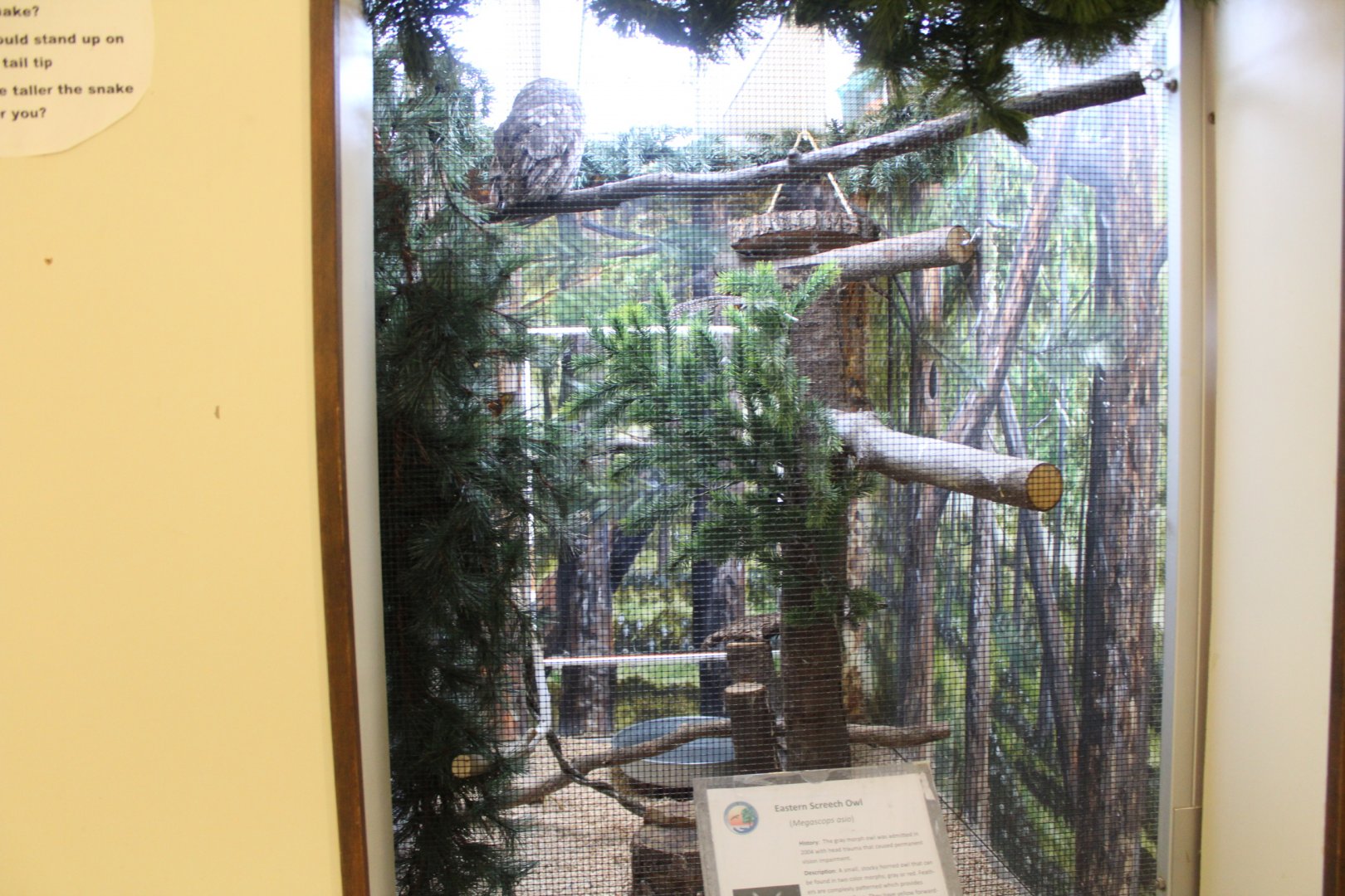 Eastern Screech Owl Exhibit