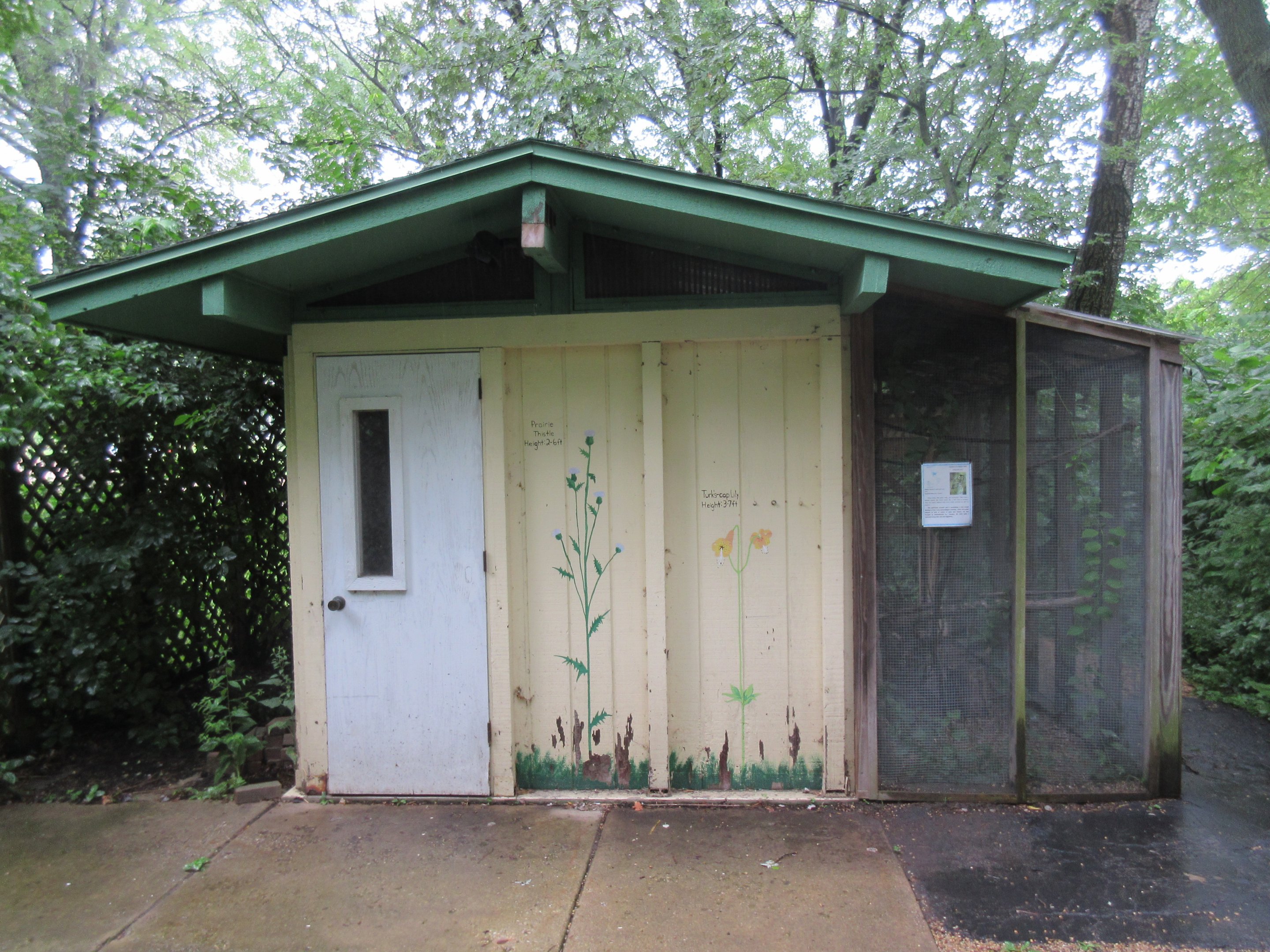 Eastern Screech Owl Exhibit