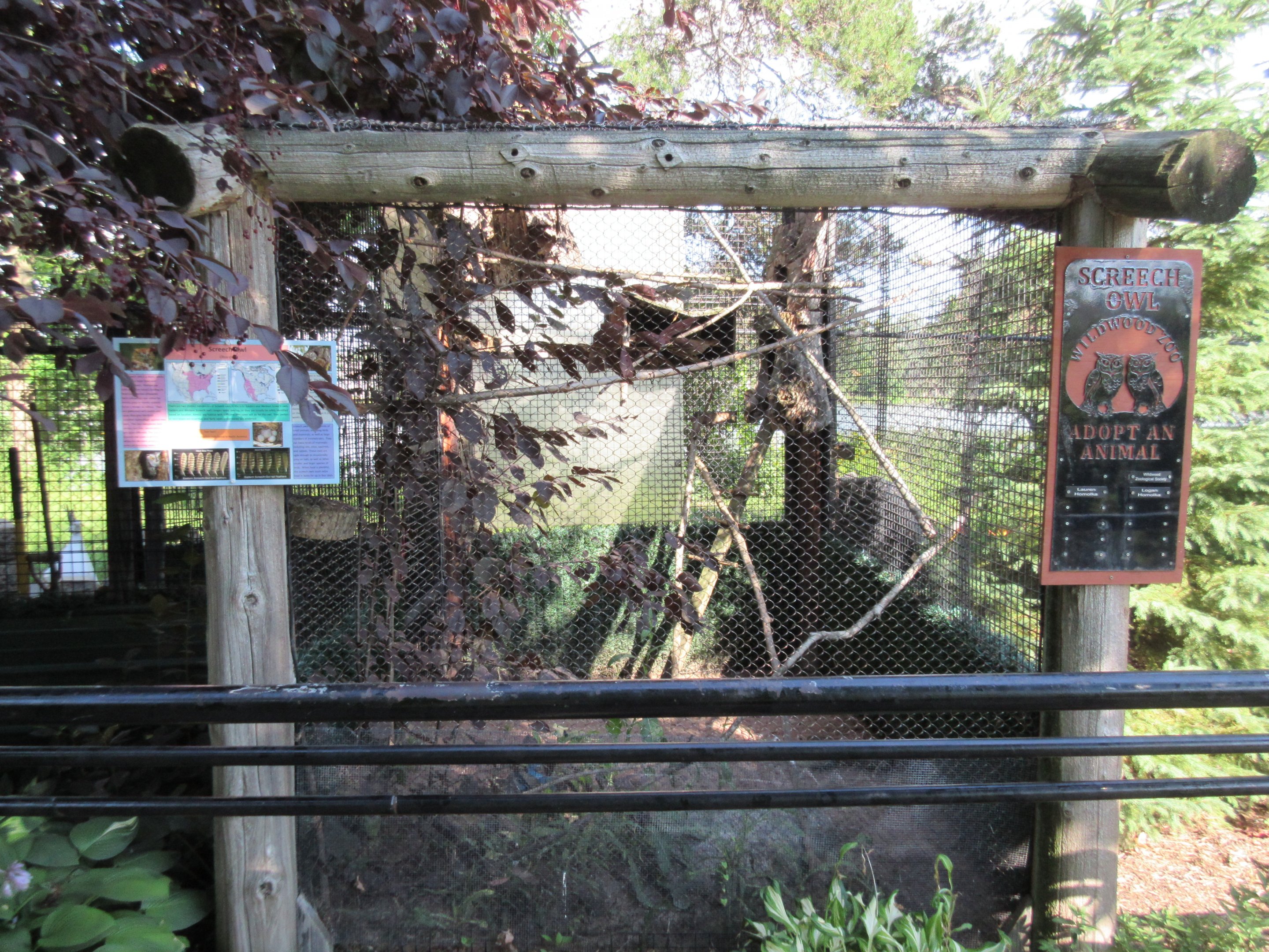 Eastern Screech Owl Exhibit