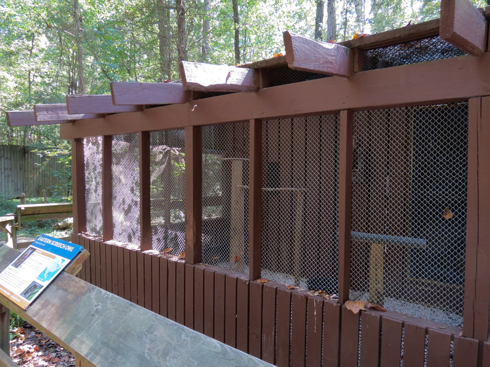 Eastern Screech Owl Exhibit