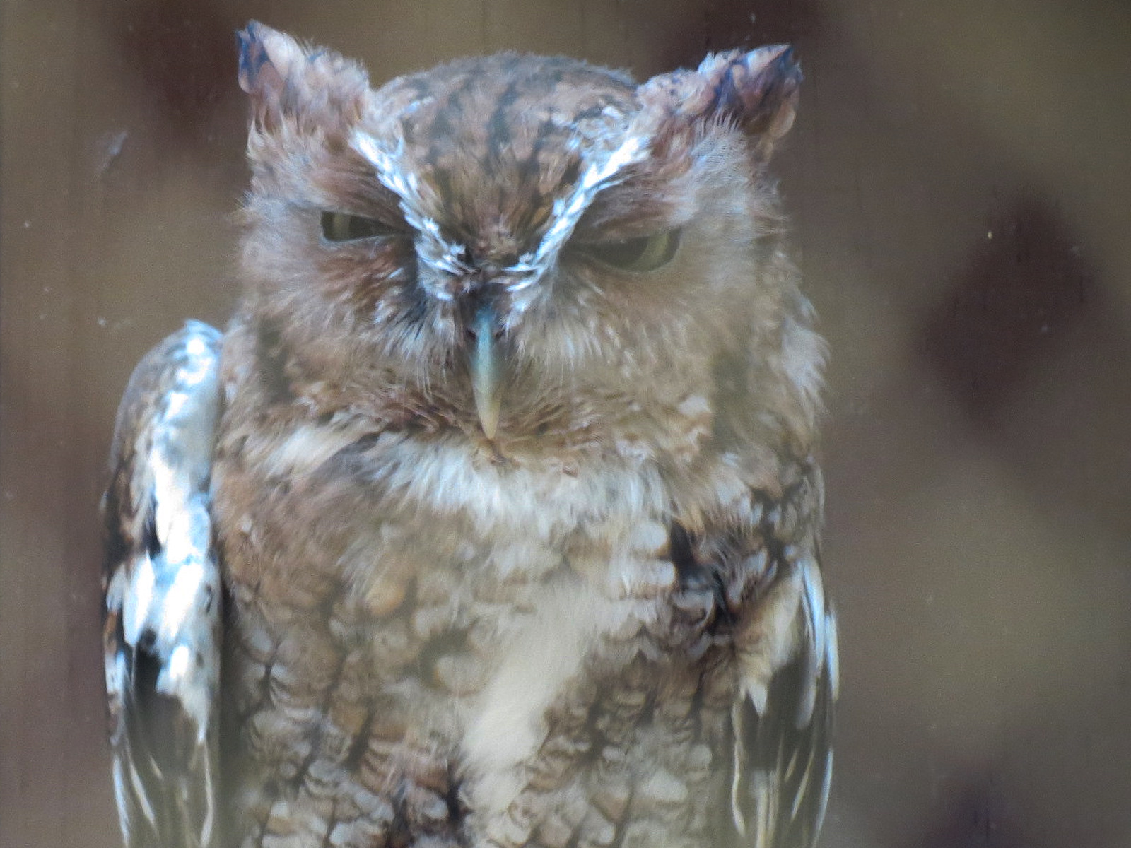 Eastern Screech Owl Exhibit