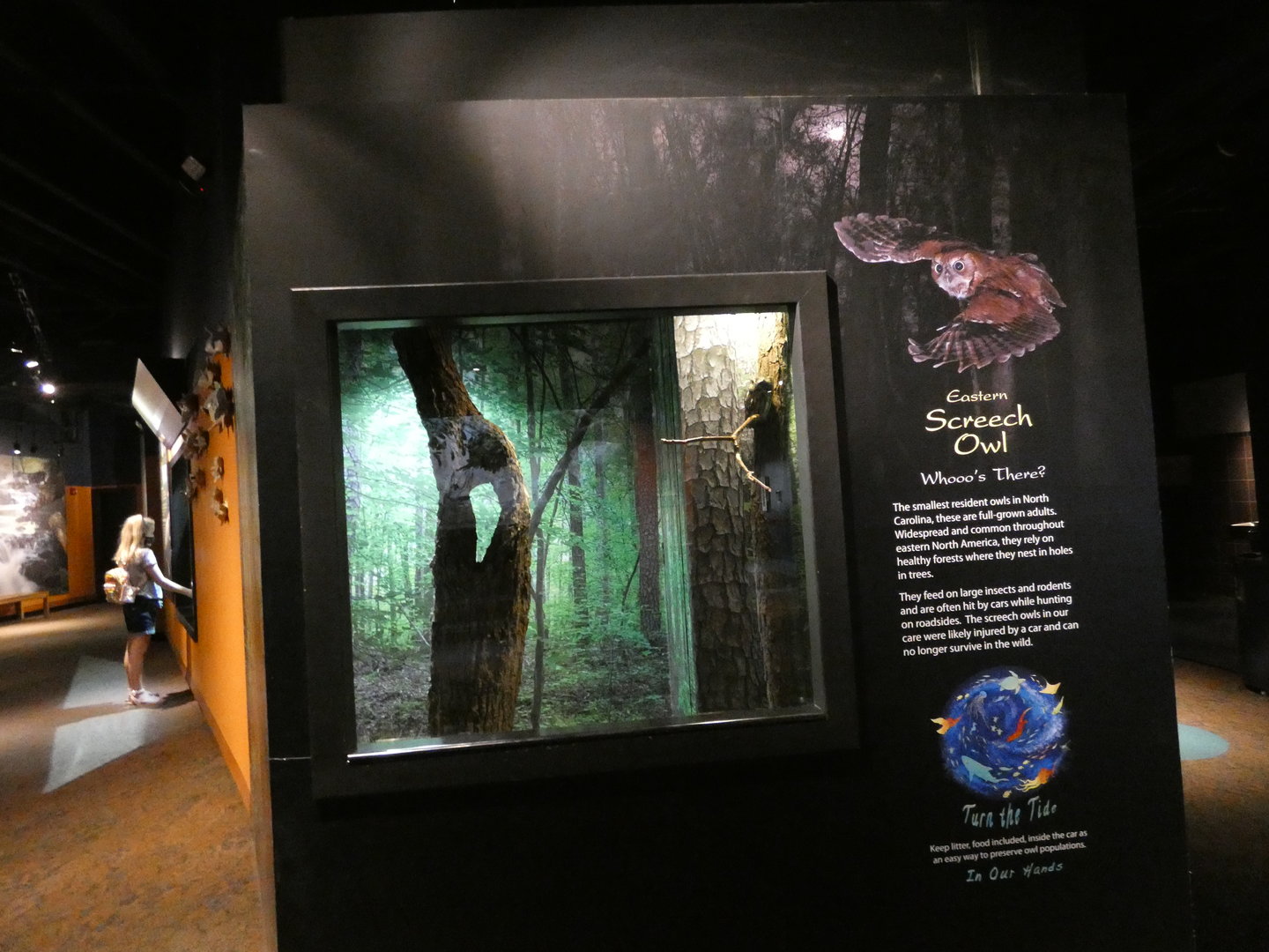 Eastern Screech Owl exhibit