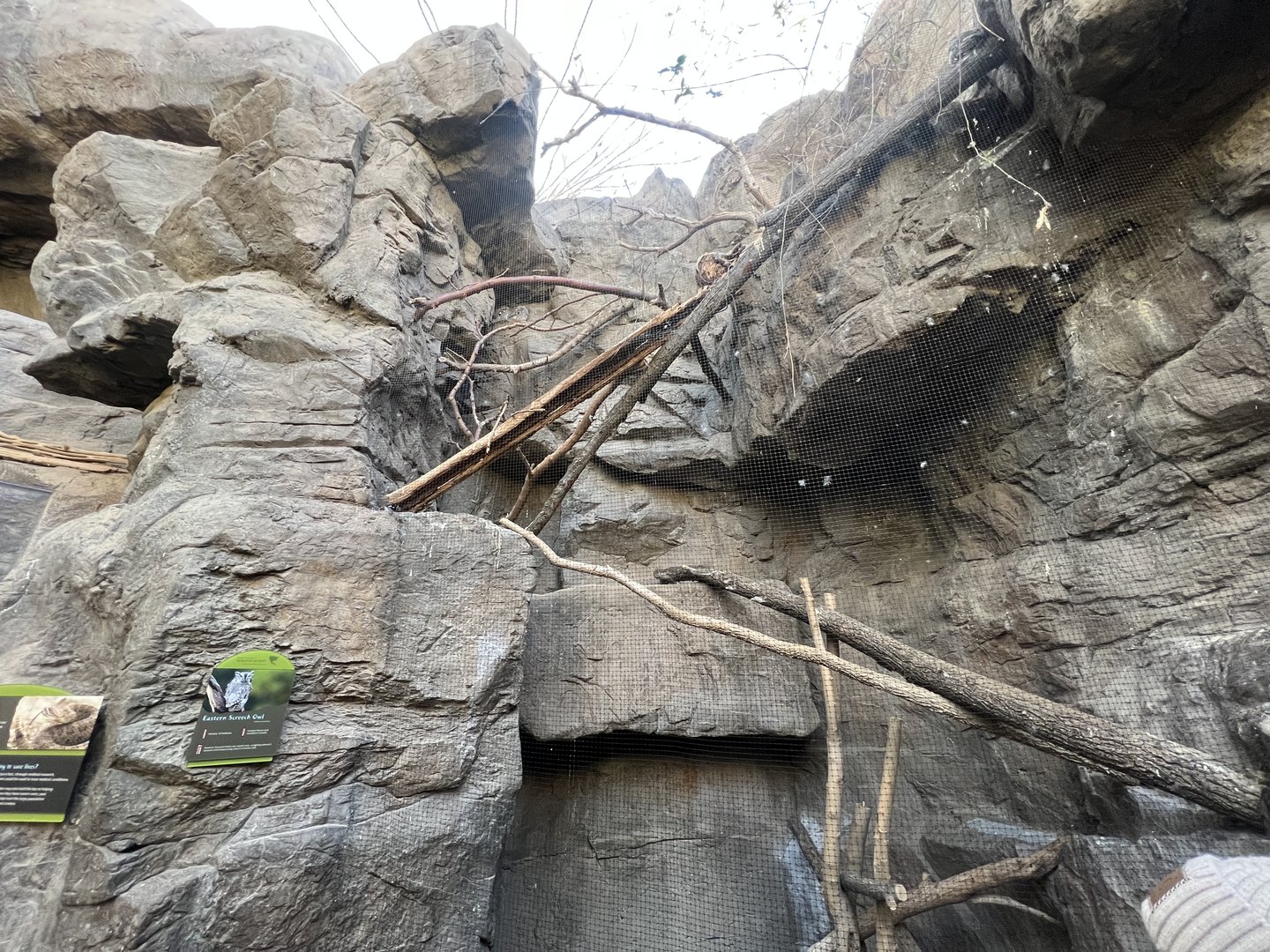 Eastern Screech Owl Exhibit