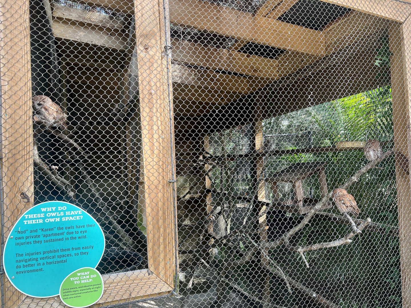 Eastern Screech Owl Exhibit
