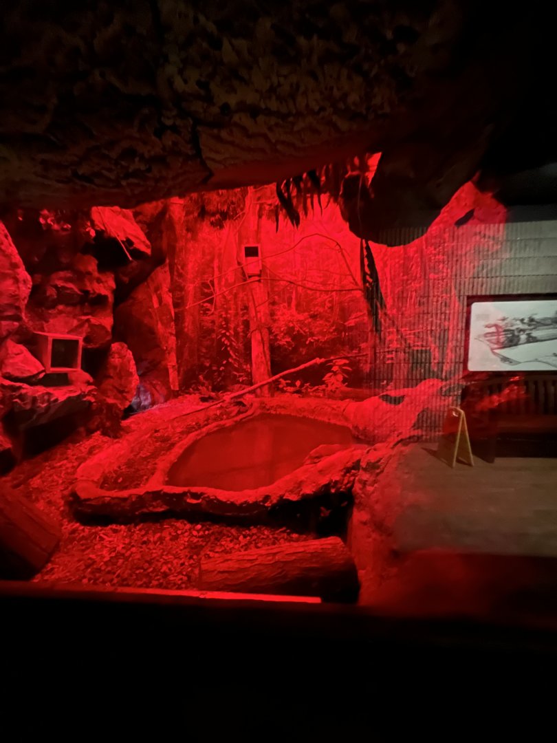 Eastern Screech Owl Exhibit