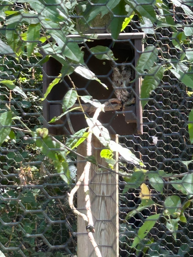 Eastern Screech Owl (Kellogg Bird Sanctuary, Augusta, MI, 8/7/25)