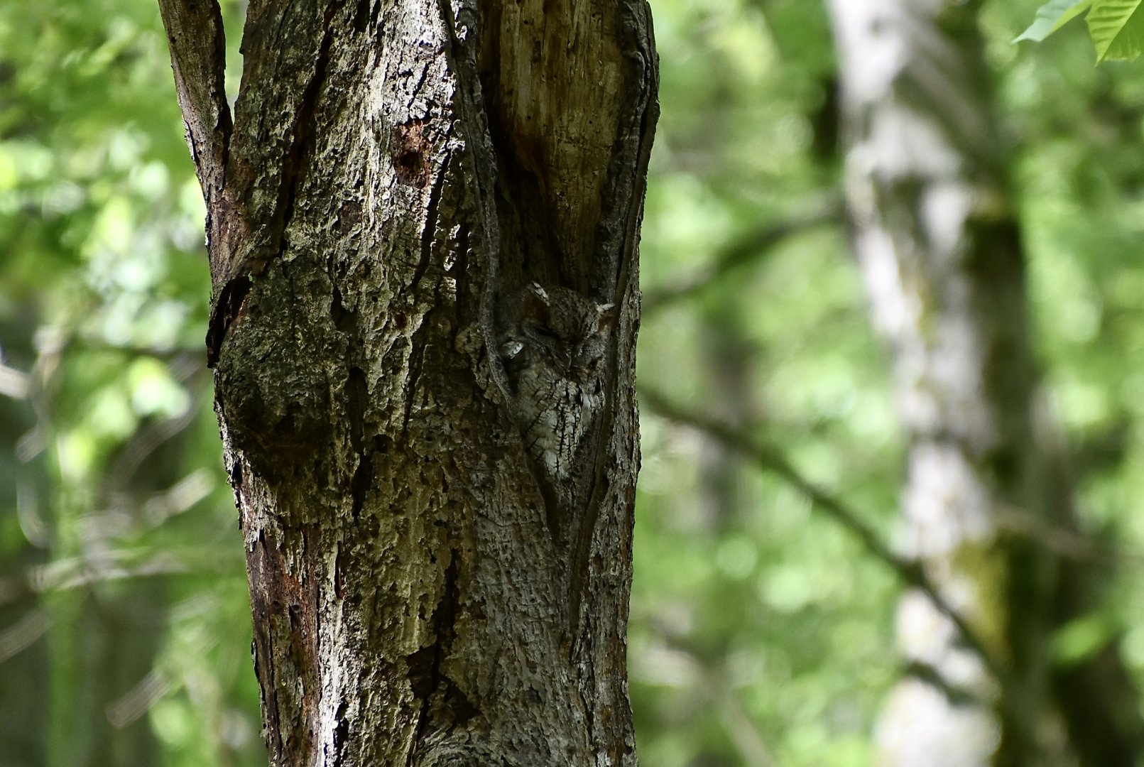 Eastern Screech Owl (Megascops asio asio) - gray morph