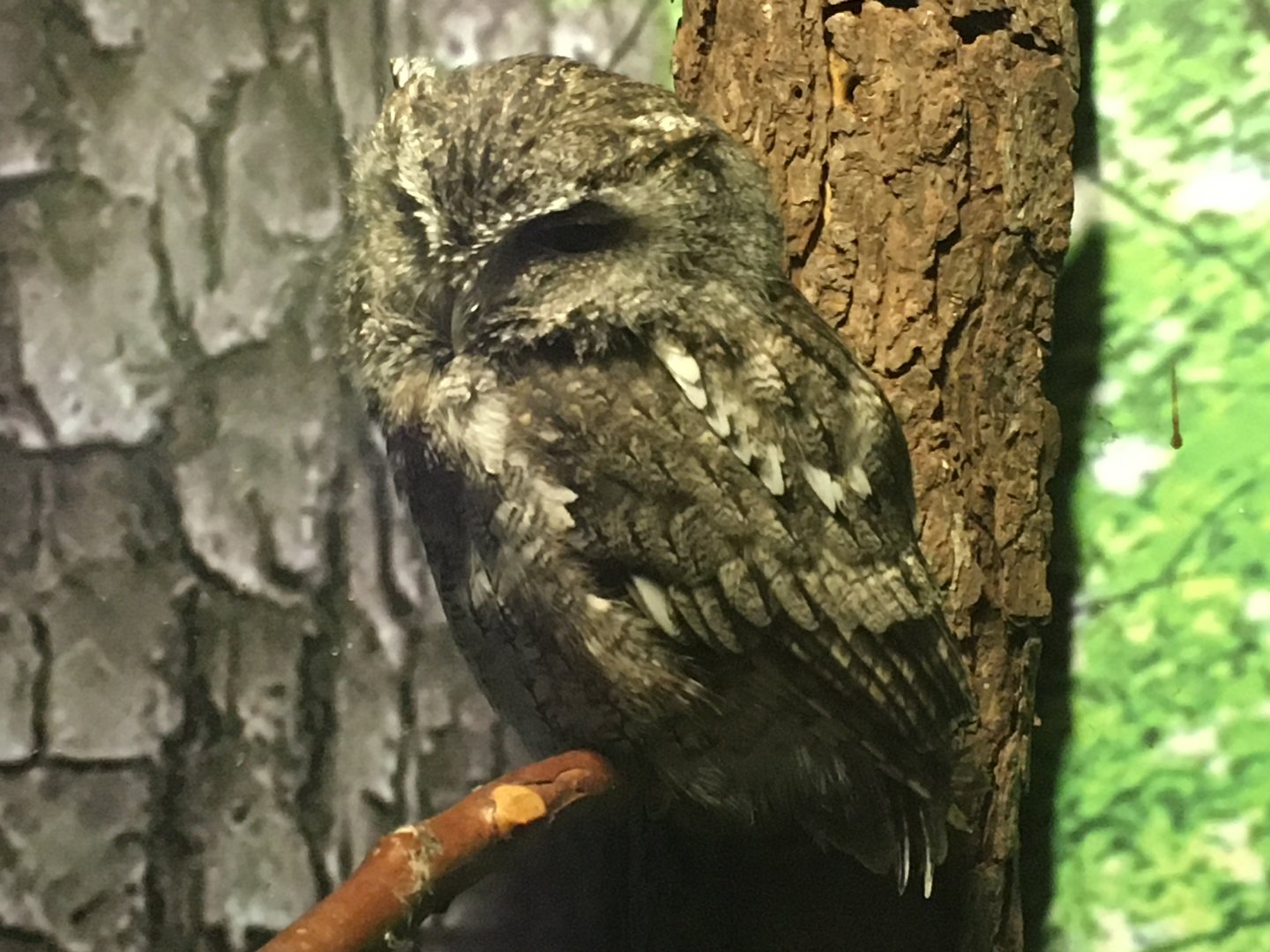 Eastern Screech Owl (Megascops asio)