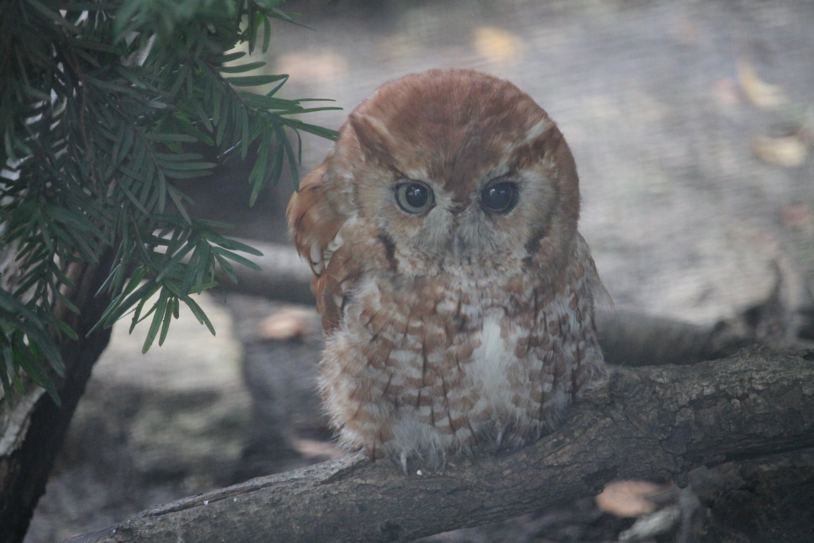 Eastern Screech Owl (Megascops asio)