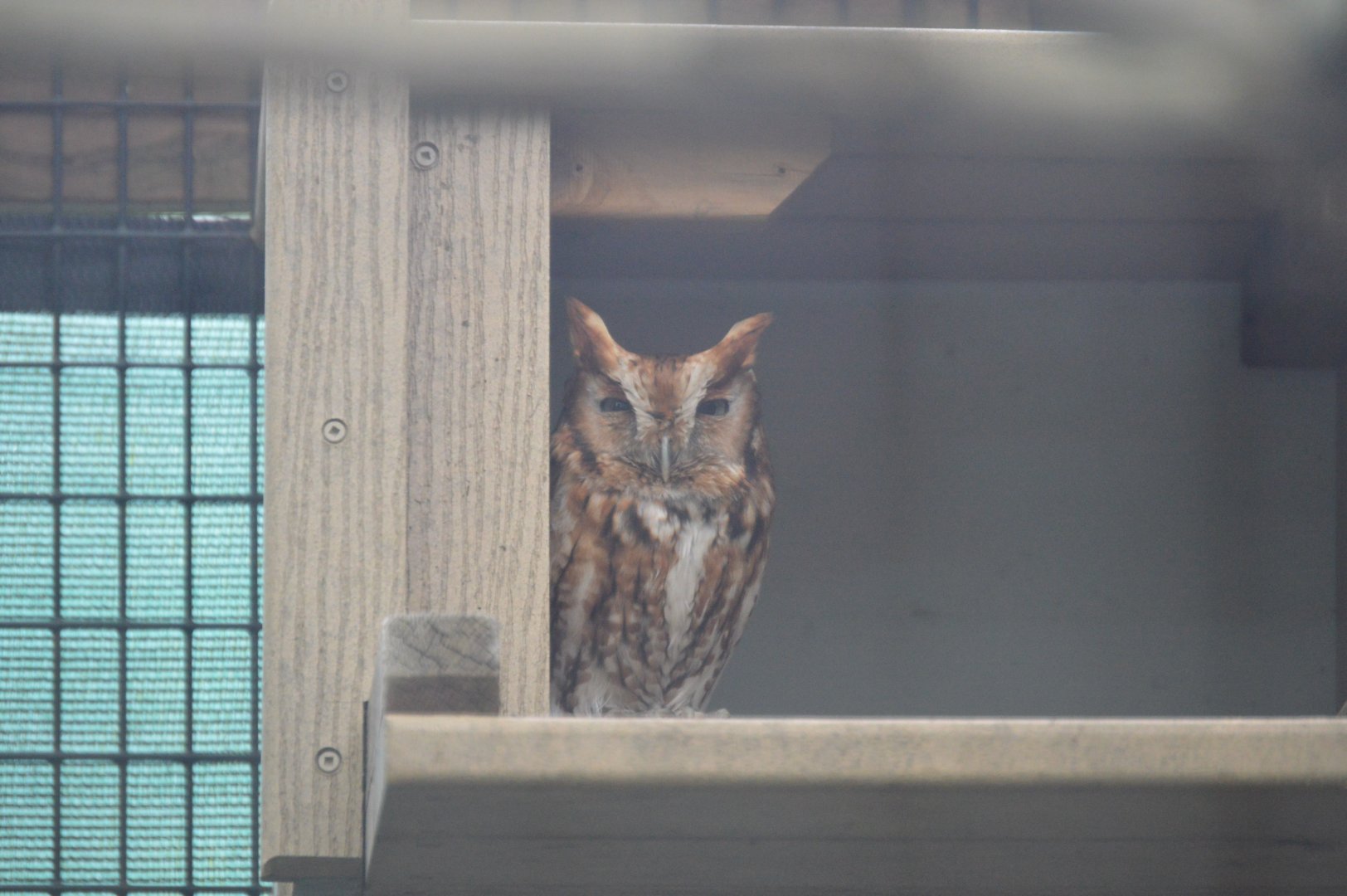 Eastern Screech-Owl (Megascops asio)