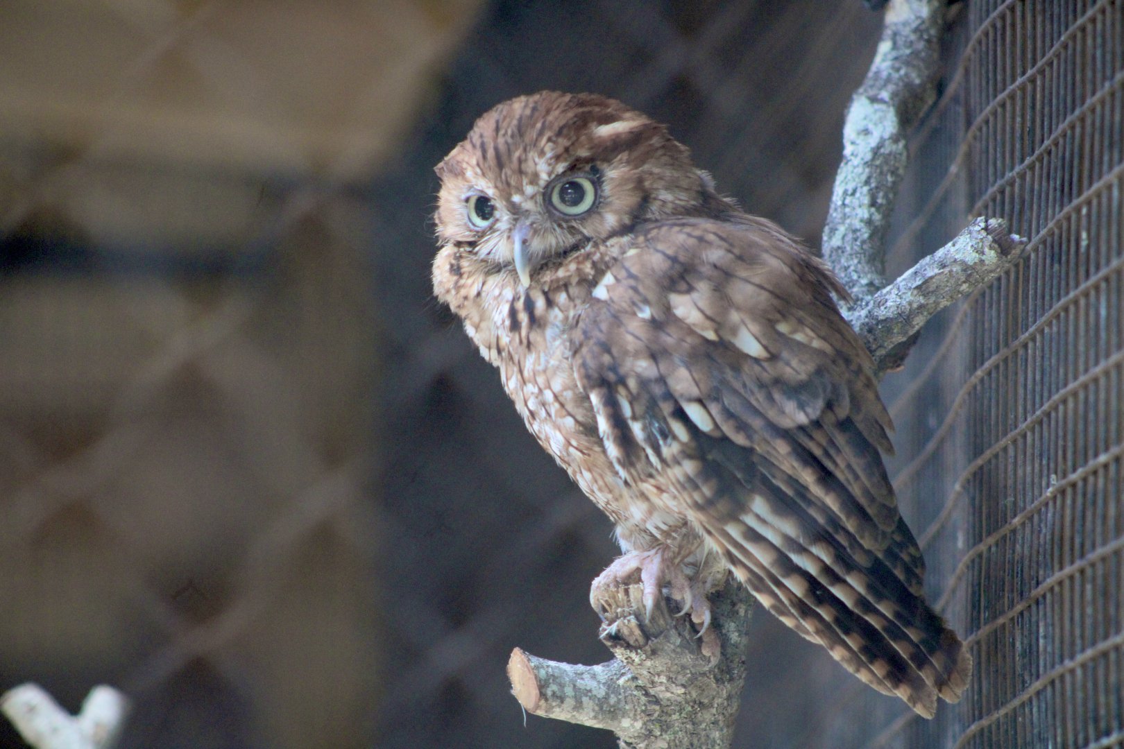 Eastern Screech Owl (Megascops asio)