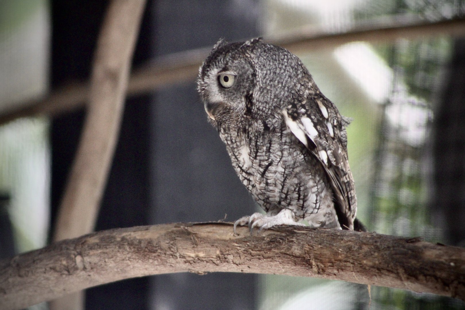 Eastern Screech Owl (Megascops asio)