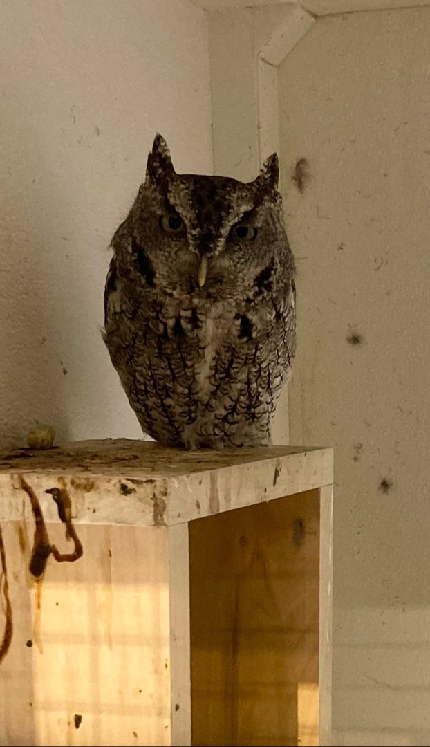 Eastern Screech Owl (Outdoor Discovery Center, Holland MI, 8/8/23)