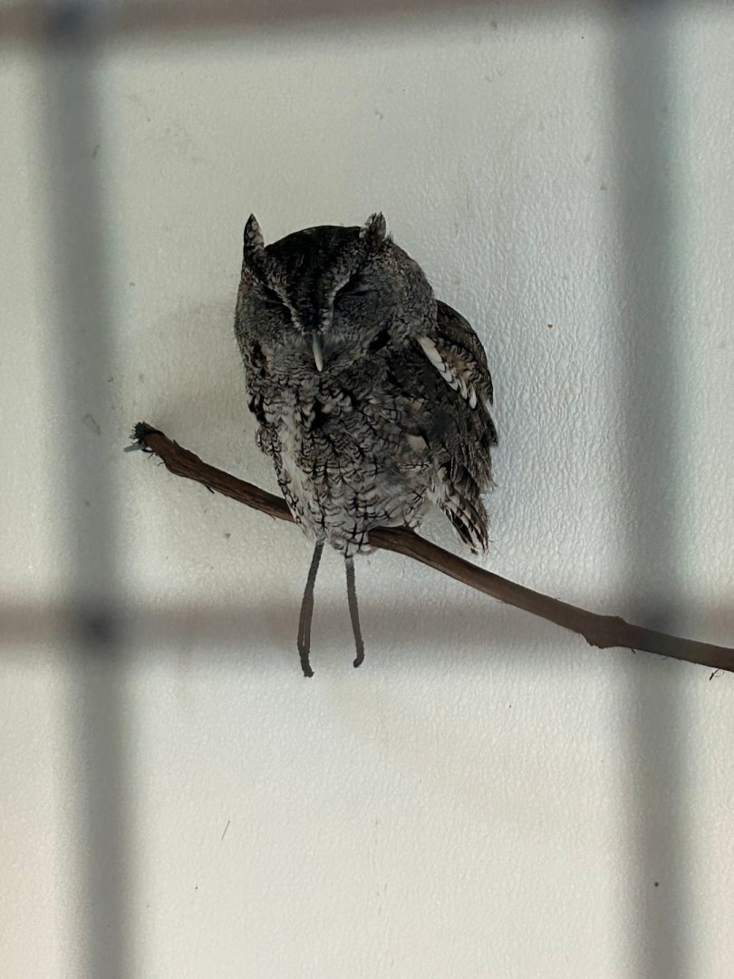 Eastern Screech Owl (Outdoor Discovery Center, Holland, MI, 8/8/25)